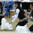 FAMILY DOG 이미지