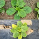 9/7- 기초연금 신청, 배추모종, 녹두와 팥 수확, 화엄숲길 이미지