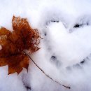 산골백숙 이미지
