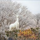 경보사슴 네이버블로그