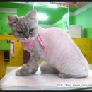 이브애견샵 이미지