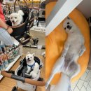 레인캔넬 | 낫쏘빅 피카노리 유모차 개모차 부천 스타필드에서 비교해보다