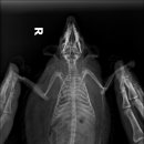 공원옆동물의료센터 이미지