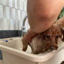 위드독애견스파풀빌라 이미지