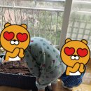 뿌리길 | 베란다 텃밭 씨앗 뿌리기! 초보자도 쉽게 따라할 수 있는 5가지 팁