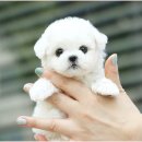 아담스펫 강아지분양 고양이분양 인천본점 이미지