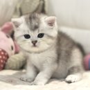 도레미캣 이미지