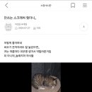 13년차 집사 겸 9년차 캣맘의 스크래쳐 후기 스압주의,말많음 주의,, 이미지