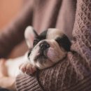 연성동물병원 이미지