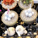 예나농장 이미지