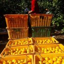 준이네감귤농장