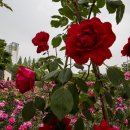 중동 근린공원 이미지