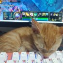 우리고양이 이미지
