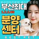 부산강아지분양 고양이분양 베스트펫 본점 | 부산강아지분양 베스트펫 본점 적극 추천하고 싶은 곳