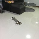 냥냥이네 이미지