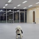 댕동산 | 배곧 실내애견카페 댕동산 방문 후기