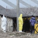 KBS 한우농장 이미지