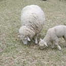 중부목장 이미지