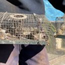 호주: 쥐떼 출몰에 수감자 수천명 교도소 이감까지 이미지