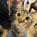 수원인근 병점역 관리잘된 고양이 카페 - 카페커피캣 (내돈내산)