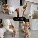 오픈독하우스 이미지