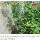 ﻿﻿＜동물농장＞, ＜1984＞의 영국 작가 조지 오웰, 에릭 아서 블레어 이미지