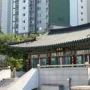 [부산/연제] 도심 속 주황빛 사찰, 능소화 명소 연산 '월륜사' 실시간 개화 상황 &amp; 방문 꿀팁