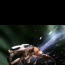폭탄먼지벌레(Bombardier beetle) 이미지