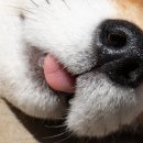 낼름