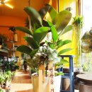 수림전국꽃배달 이미지