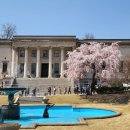 사람과나무 | 서울 벚꽃 명소 덕수궁 수양 버드나무 아쉬운 후기