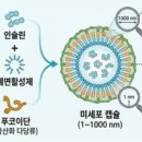 (주)노보파마 | 오라메드의 임상 3상 실패를 교훈 삼아, 삼천당제약의 경구 인슐린 임상 전략은?