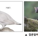 10. (자연의 선택) 왜 동물은 털갈이하며 왜 사람은 겨울에 뚱뚱해지는가? 뇌조와 검은담비 이미지