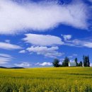 언덕위의 집 이미지