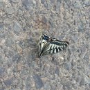 토진1리경로당 | 서해랑길 태안구간 66코스(일부)2026.4.18 토