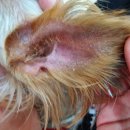 늘사랑 양한방 동물병원 이미지