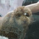 순도리네애견 이미지