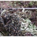 구슬엔 작대기 이미지