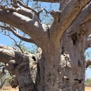 요숙&amp;미송의 호주여행 - 10회 - 피츠로이. 쿠넌어라. 케서린 이미지