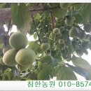 전남녹즙 이미지
