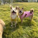 M&M Dog | 전주 애견호텔 M&amp;M DOG 할인 영업시간 가는길