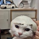 월드펫동물병원 이미지