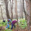 장수마을 산에서 수확하는 명이나물 1키로 17,000원 무료배송 이미지
