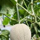 산지농장 이미지