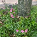 화산보건지소 이미지