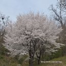 느긋한 시절 | 2026 여의도 벚꽃축제 후기, 윤중로 밤 벚꽃과 꽃비 실제 풍경