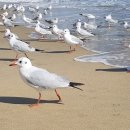 수영김밥 이미지