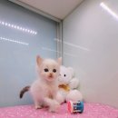 똥강아지 김해 강아지분양 고양이분양 이미지
