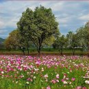 코스모스 산업 이미지