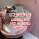 개 이쁜 애견미용샵 | 대구 중구 - 동성로 시내 근처 동인동 중구청 옆 스트레스 없는 강아지 미용 애견샵 ’개이쁘댕‘ 후기
